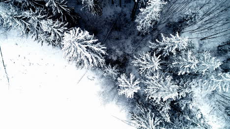 Snow-a-frost-coat-the-evergreen-trees-in-a-winter-forest-landscape---straight-down-aerial-flyover