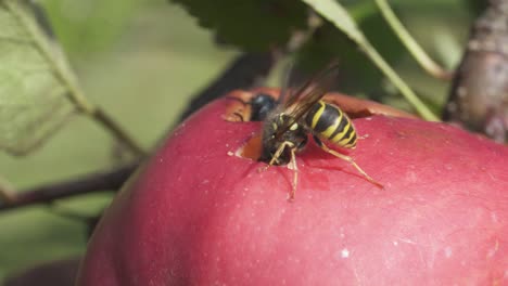 Wespe-Und-Fliegen,-Die-Rote-Reife-Apfelfrüchte-Essen