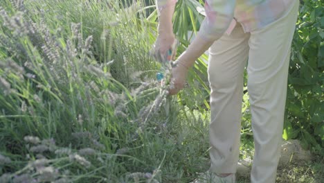 An-elderly-woman-cuts-a-lavender-bush-in-her-garden-with-a-garden-shear