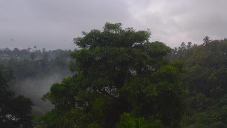 Aerial-of-beautiful-foggy-morning-showing-dense-greenery-representing-countryside-landscape-with-numerous-treetop-birds
