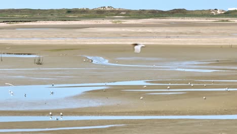 Flight-along-seagulls-perching-and-exploring-dry-muddy-dutch-river-bed