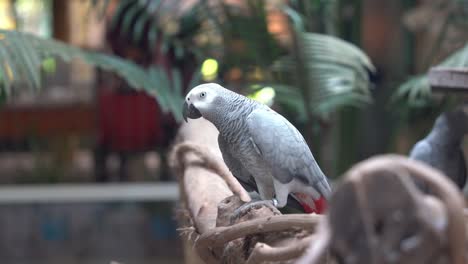 Intelligent-companion-pet,-congo-African-grey-parrot,-psittacus-erithacus-perching-on-the-branch-against-bokeh-blurred-background,-chirping-to-express-its-happiness,-close-up-shot
