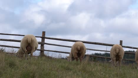 A-group-of-sheep-is-eating-on-a-beautiful-cloudy-day-enclosed-by-a-wood-fence