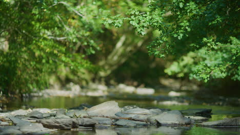 Stones-in-forest-creek-on-sunny-day,-medium-closeup-shot