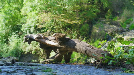 Stream-with-fallen-tree-trunk-in-sunny-forest-Europe