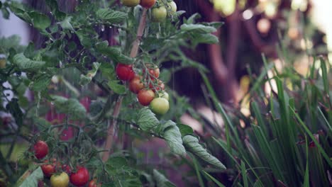 Home-grown,-juicy,-plump,-red-vine-tomatoes-being-watered