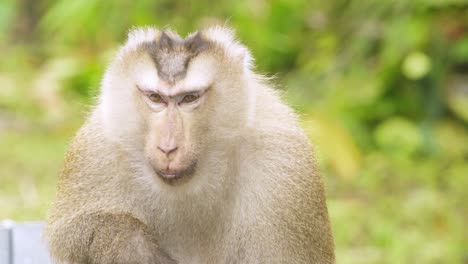 Confused-old-Monkey,-pig-tail-macaque-scratches-his-head-in-disbelief