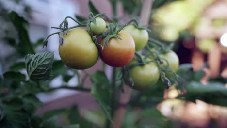 Frische-Tomaten-Aus-Eigenem-Anbau,-Die-An-Der-Rebe-Reifen,-Leicht-Orange-Und-Grün