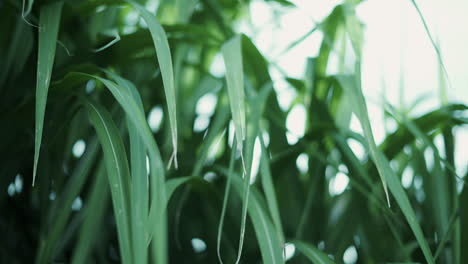 Close-up-shot-of-Chinese-mischanthus-grass-growing-in-a-garden