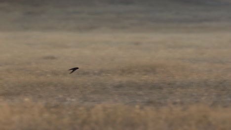 A-lone-swallow-flying-low-over-a-dry-grassland-on-a-sunny-afternoon