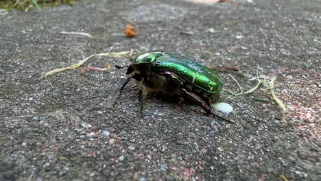 Medium-wide-shot-of-a-green-common-chafer-beetle-moving-on-a-flat-stone-in-the-garden