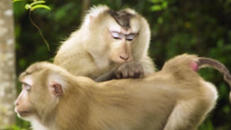 Pair-of-Monkey,-pig-tail-macaque-with-stunning-facial-hair,-one-cleaning-the-other-and-eating-the-bugs-from-the-fur