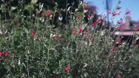 Salvia,-Flores-Rosadas-Y-Blancas-Meciéndose-Suavemente-En-La-Brisa-De-Verano,-Estáticas