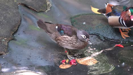 Female-mandarin-duck-with-dull-plumage,-waddling-down-the-shore,-dipping-its-beak-into-the-water-next-to-a-male-drake-with-vibrant-appearance
