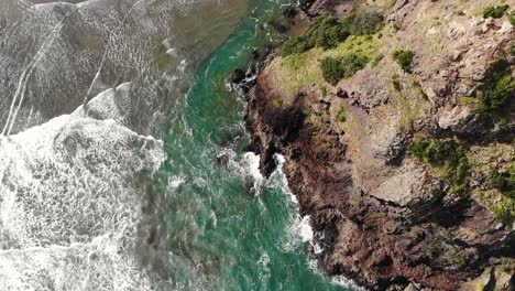 Waves-crash-against-iconic-Lion-Rock,-Piha-Beach,-West-Auckland