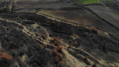 Vineyards-and-agricultural-parcels-burned-by-fire,-black-ash-covering-the-soil
