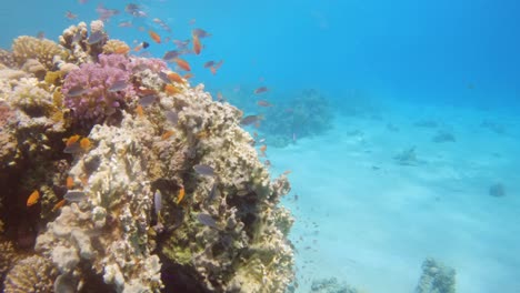Undersea-of-a-coral-reef-with-lots-of-small-multicolored-fish-in-pristine-clear-blue-water,-slow-motion