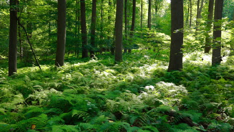 Ein-Langsamer-Schwenk-Lebendiger-Natur-In-Einem-Wald