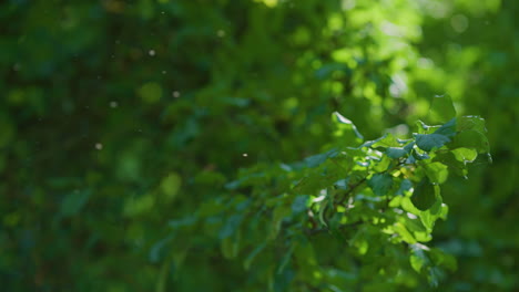 Grüne-Blätter-Hintergrund-Mit-Mücken-An-Einem-Sonnigen-Tag-Slomo