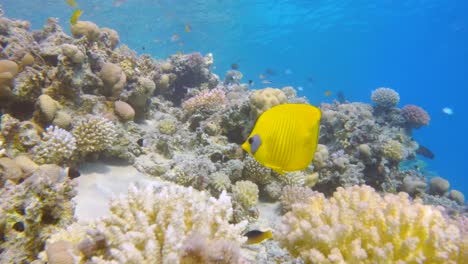 Masked-bluecheek-butterflyfish-swim-through-a-coral-reef,-slow-motion