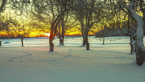 Ein-Herrlich-Goldener-Sonnenaufgang-Wirft-Schatten-Durch-Die-Bäume-Auf-Den-Schnee---Zeitraffer