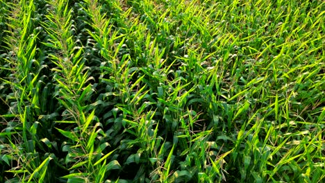 Corn-Stalk-Fields-Shining-over-Sunset-Closeup-Green-Crops-Cultivate-Season-Time