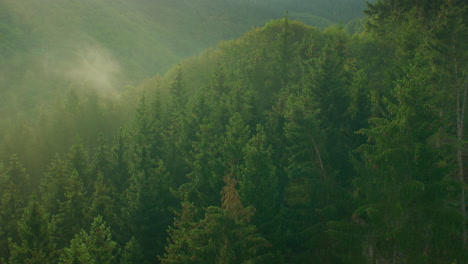 Forest-with-fog-in-summer-morning