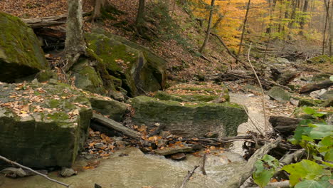 Grey-squirrel-climb-on-rocks-near-river,-beautiful-autumn-scene-with-fallen-leaves