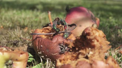 Swarming-Flies-Over-Dried-Rotting-Apple-On-The-Ground