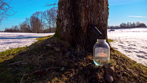 A-maple-tree-tapped-with-a-spile-dripping-syrup-into-a-glass-jar-in-winter---time-lapse