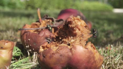 Rotting-Apple-On-The-Grassy-Ground-With-Swarm-Of-Flies-On-Top