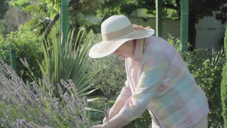 An-elderly-woman-cuts-a-lavender-bush-in-her-garden