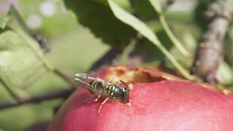 Hornet-Eating-Apple-During-Sunny-Summertime.-Close-Up