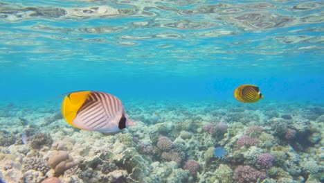 Pair-of-Threadfin-butterflyfish-swim-at-the-surface-over-coral-reef-in-clear-blue-water,-slow-motion