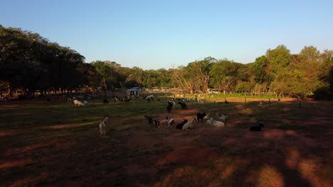 Ein-Feld-Voller-Ziegen-In-Paraguay