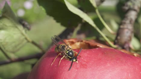 Wasp-Is-Feeding-On-Rotten-Red-Apple