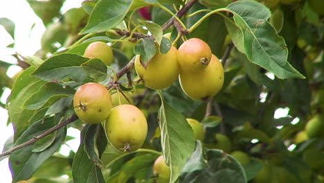 Manzanas-Silvestres-Que-Comienzan-A-Madurar-Y-Se-Vuelven-Rojas-En-Un-Manzano-Silvestre-Que-Crece-En-Inglaterra