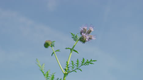 Tansy-phacelia-flower-shaking-in-wind-on-sunny-day,-close-up,-focus-pull