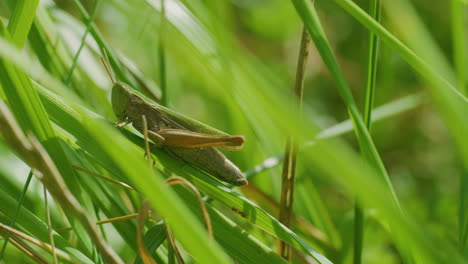 Grasshopper-sits-on-grass-sunny-day-close-up