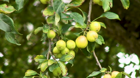 Manzanas-Silvestres-En-Una-Rama-De-Un-árbol-De-Manzanas-Silvestres-Que-Maduran-Y-Comienzan-A-Ponerse-Rojas
