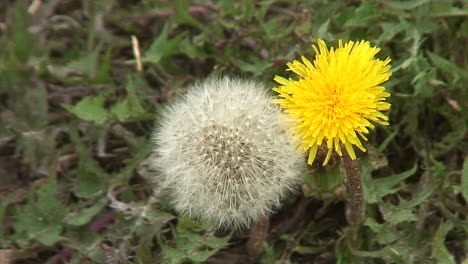Close-up-of-a-yellow-dandelion-and-a-dandelion-clock-with-its-seeds-in-England