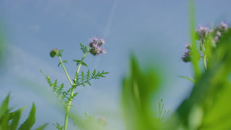 Rainfarn-Phacelia-Blume-An-Einem-Sonnigen-Tag,-Nahaufnahme,-Fokus-Ziehen