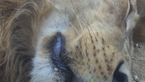 African-Lion-Sleeping-on-Ground,-Close-Up