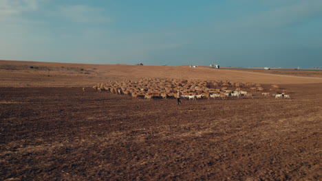 Shepherd-in-an-orange-sunrise-with-his-sheep,-in-a-dry-desert-area-without-grass-#2-Aerial-parallax-to-the-left