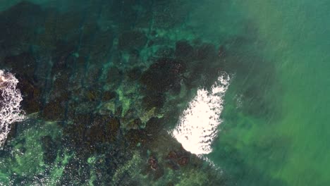 Drone-aerial-bird's-eye-crystal-clear-seaweed-rocky-reef-Pacific-Ocean-floor-nature-landscape-travel-tourism-Soldiers-Beach-NSW-Central-Coast-Australia-4K
