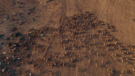 Aerial-shot-of-a-shepherd-in-an-orange-sunrise-with-his-sheep,-in-a-dry-desert-area-without-grass-#5-top-down-rotation