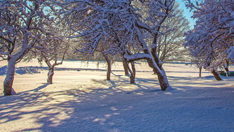 Shadows-crawl-across-the-snow-covered-as-the-sun-shines-through-the-trees---time-lapse