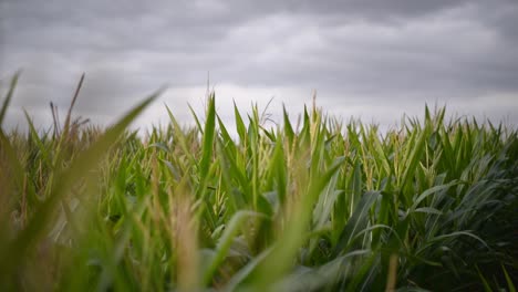 Rack-focus-detail-shot-of-a-corn-field-underneath-a-dramatic-overcast-sky