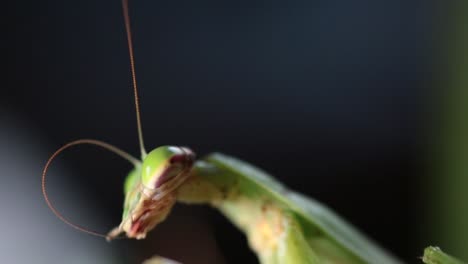 Close-up-of-praying-mantis,-slightly-moving-head-and-labrum