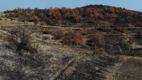 Burnt-bushes-and-trees-on-a-hill-after-fire,-black-ashes-and-dry-grass